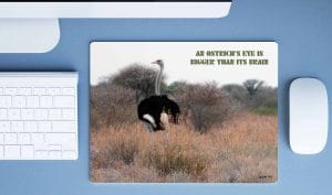 Ostrich - Image 2