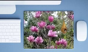 Tailor Bird - Image 2