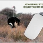 Ostrich