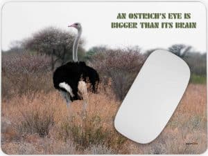 Ostrich